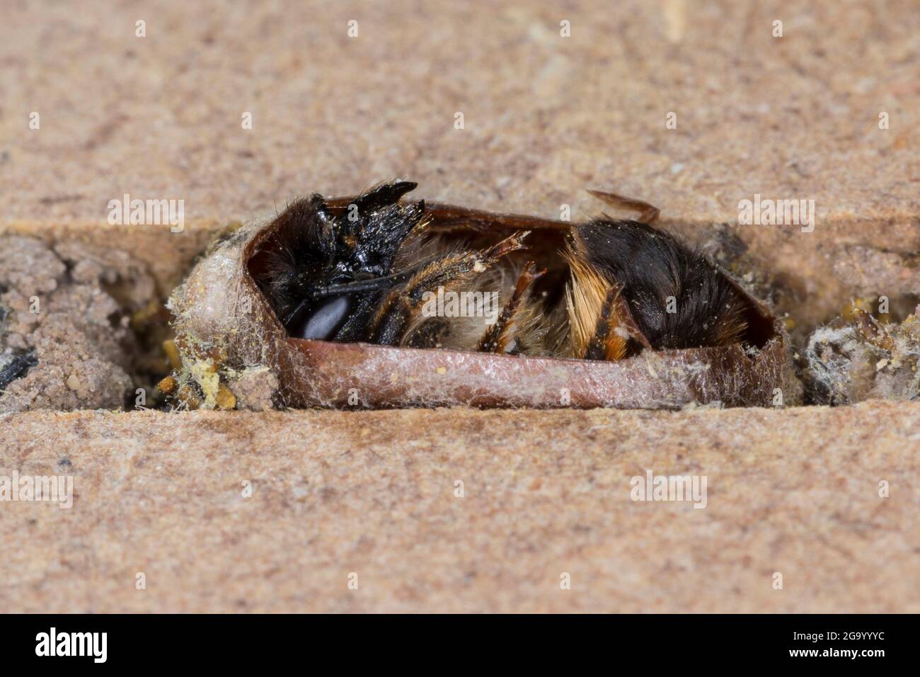 red mason bee (Osmia rufa, Osmia bicornis), imago after hibernation, open cocoon in a nesting tube, series picture 9/9, Germany Stock Photo
