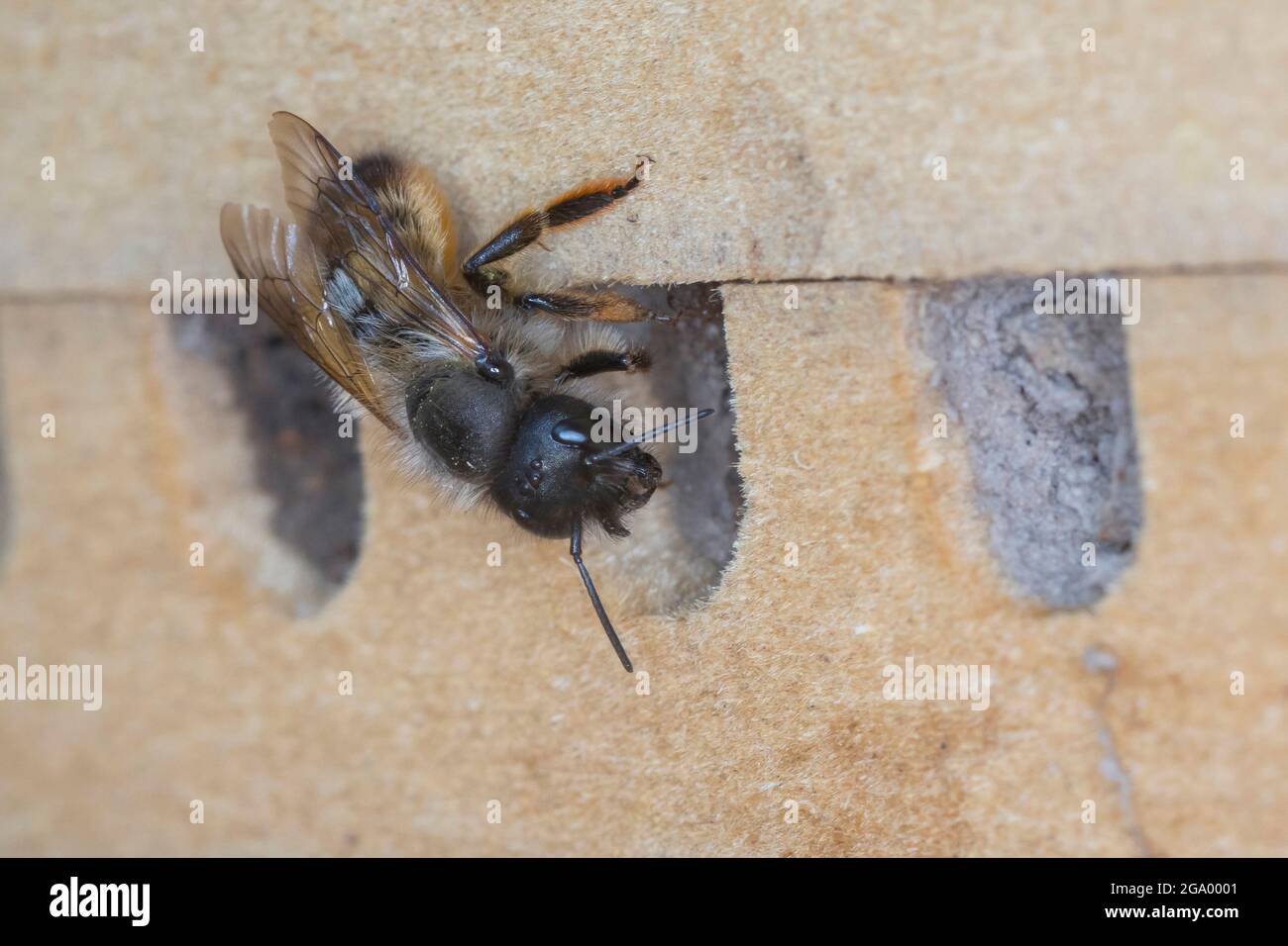 red mason bee (Osmia rufa, Osmia bicornis), female at nesting tube, Germany Stock Photo
