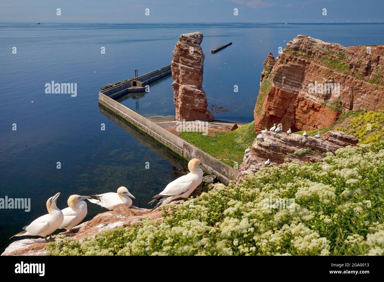 northern gannet (Sula bassana, Morus bassanus), nesting northern gannets on sandstone cliffs on Heligoland in front of the Langen Anna and the North Stock Photo