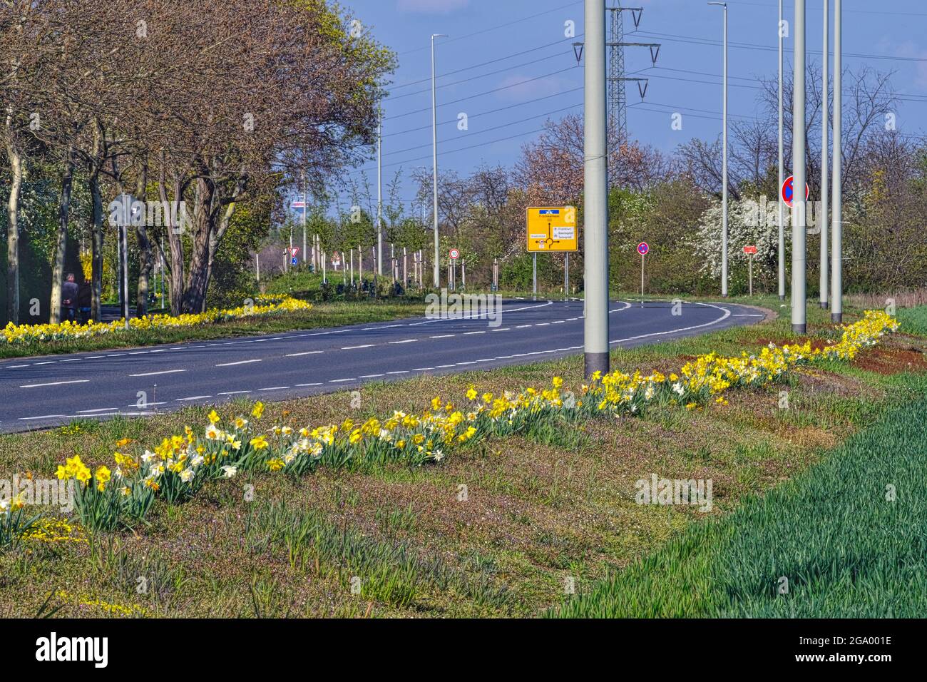 strips of flowering daffodils on the edge of the road, Germany, Hesse, Kelsterbach Stock Photo