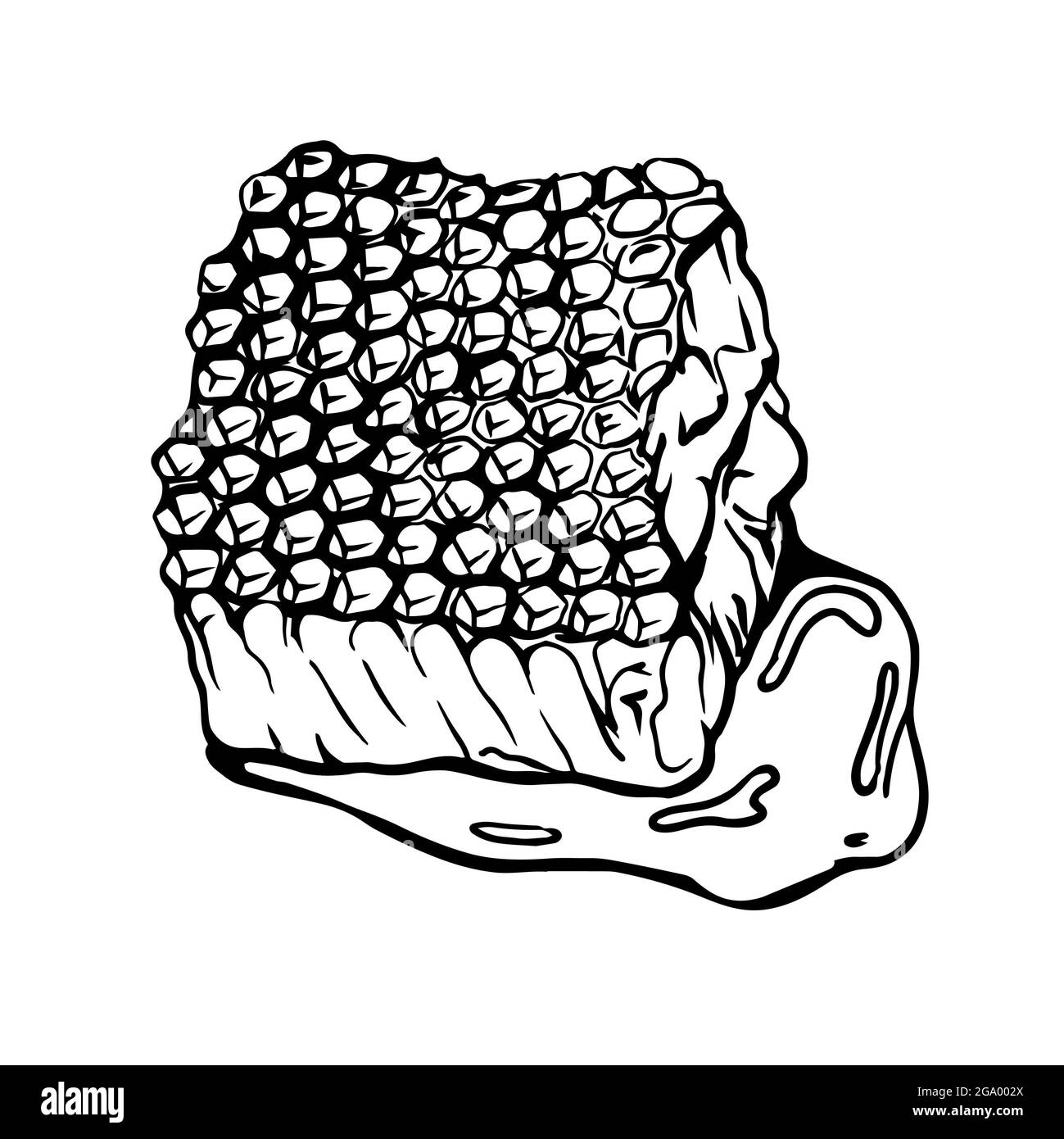 sketch. Beeswax. Honey.Handdrawn illustration in the Doodle