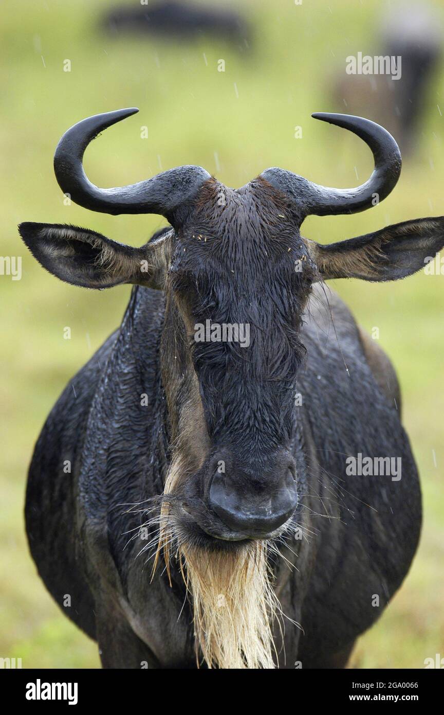 blue wildebeest, brindled gnu, white-bearded wildebeest (Connochaetes