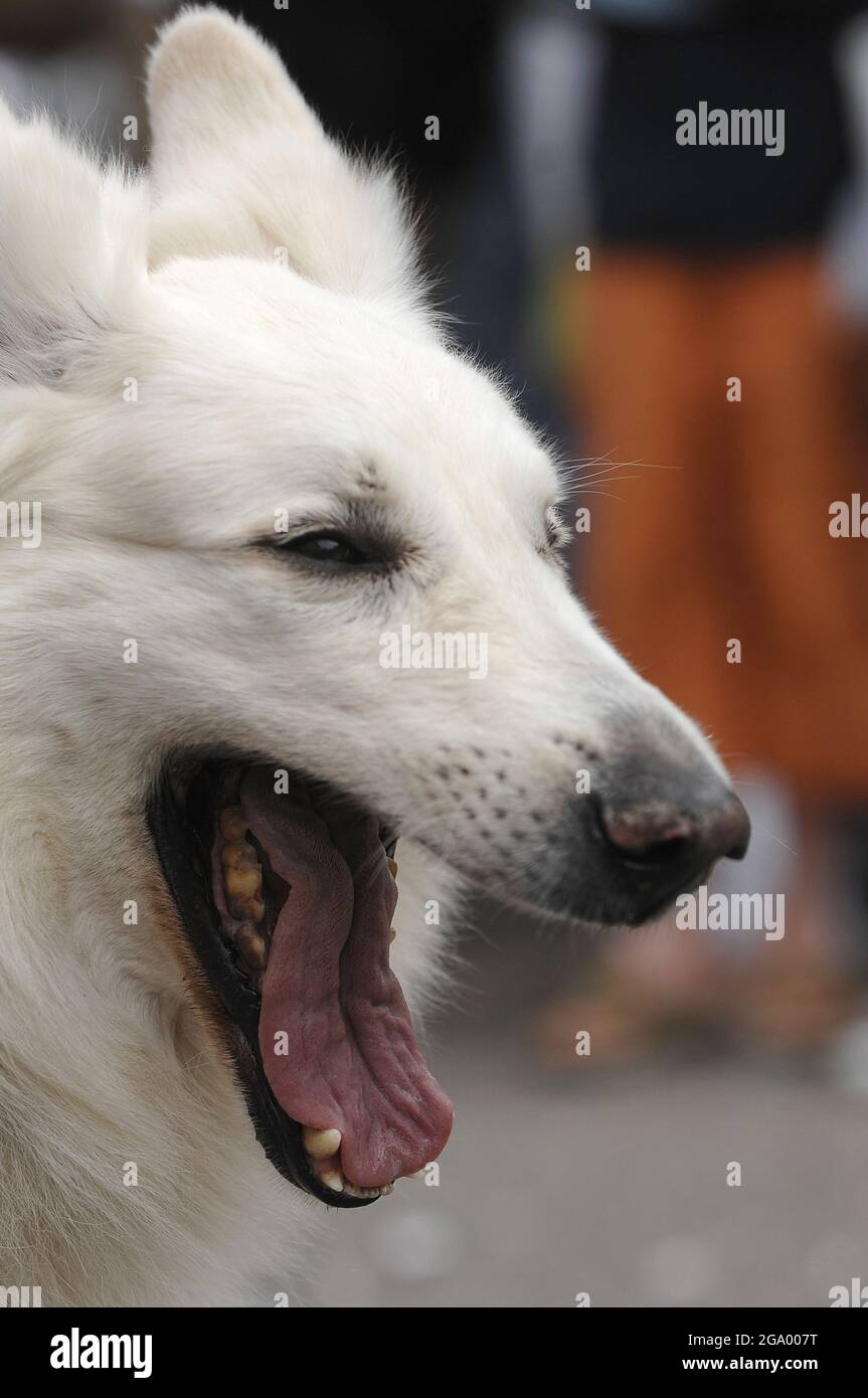 domestic dog (Canis lupus f. familiaris), Yawning dog, portrait, Germany Stock Photo