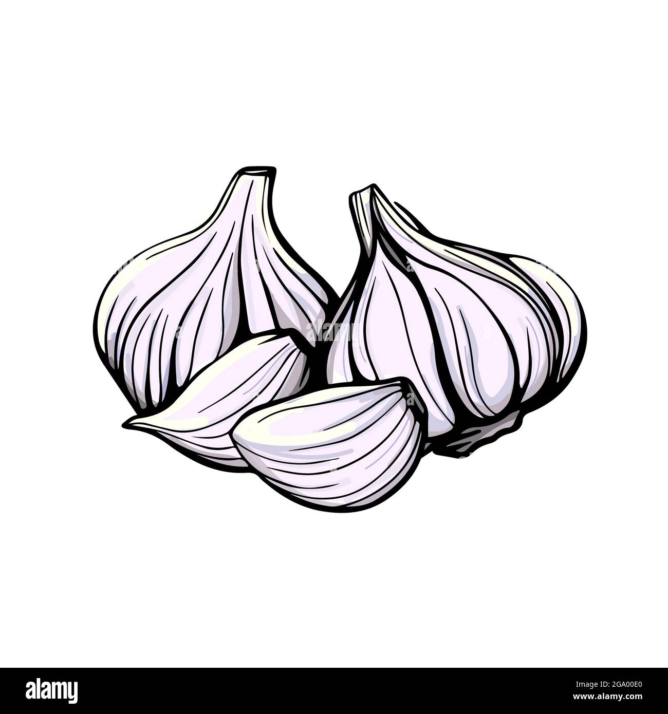 Garlic hand drawn sketch. Garlic head and clove. Strengthening the