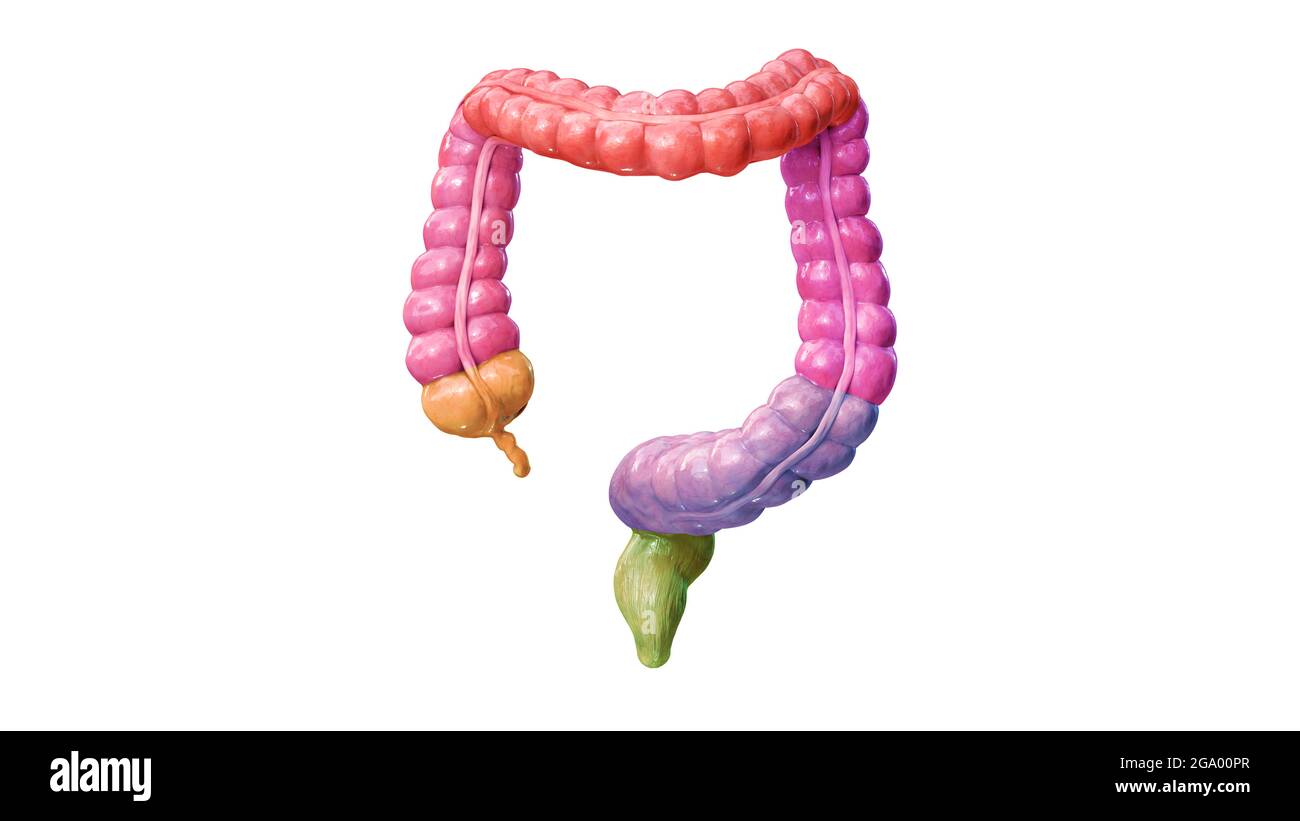 Colon anatomy on white background, parts of the colon, color parts, 3d