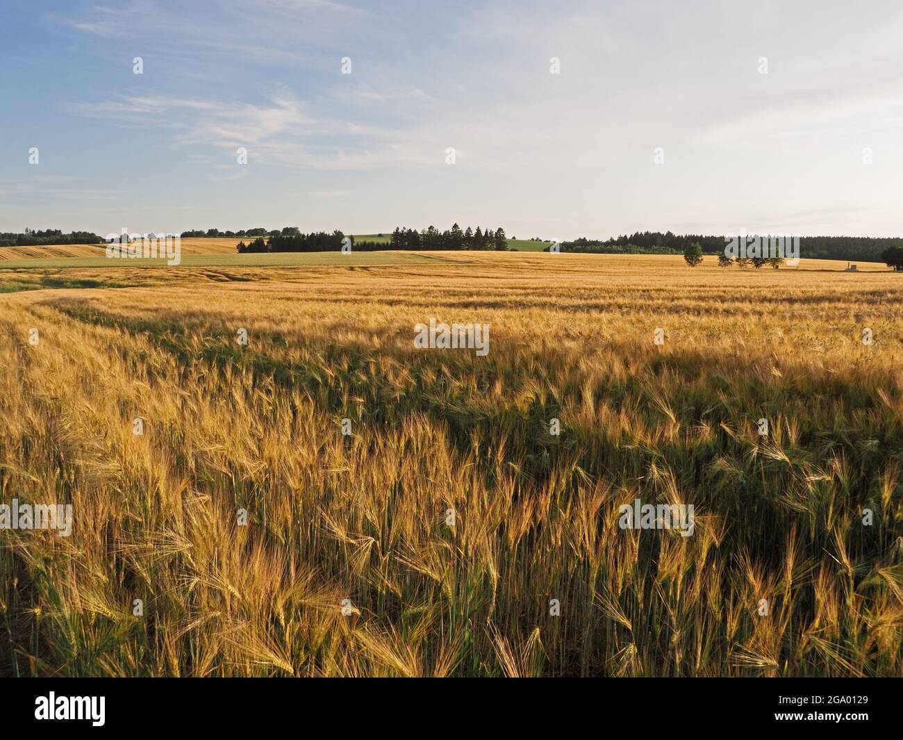 Long  yellow filds of barley before harvest, Vysocina, Czech Republic Stock Photo
