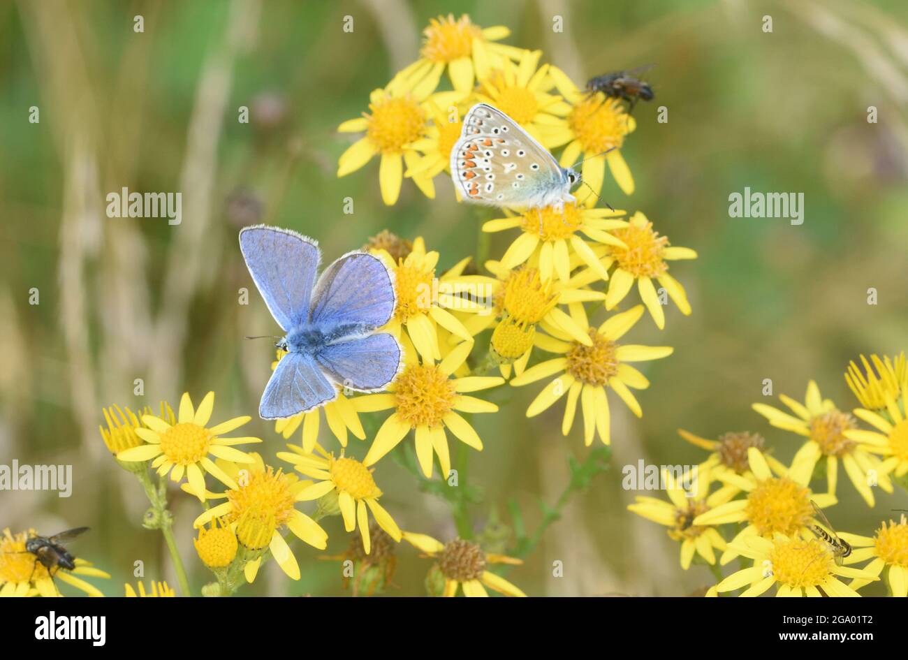 Male common blue butterflies (Polyommatus Icarus) on an a common ragwort (Senecio jacobaea) flower head in a grassy meadow, which is its favoured habi Stock Photo