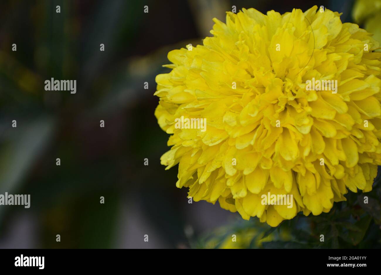 Beautiful marigold flower plant Stock Photo Alamy