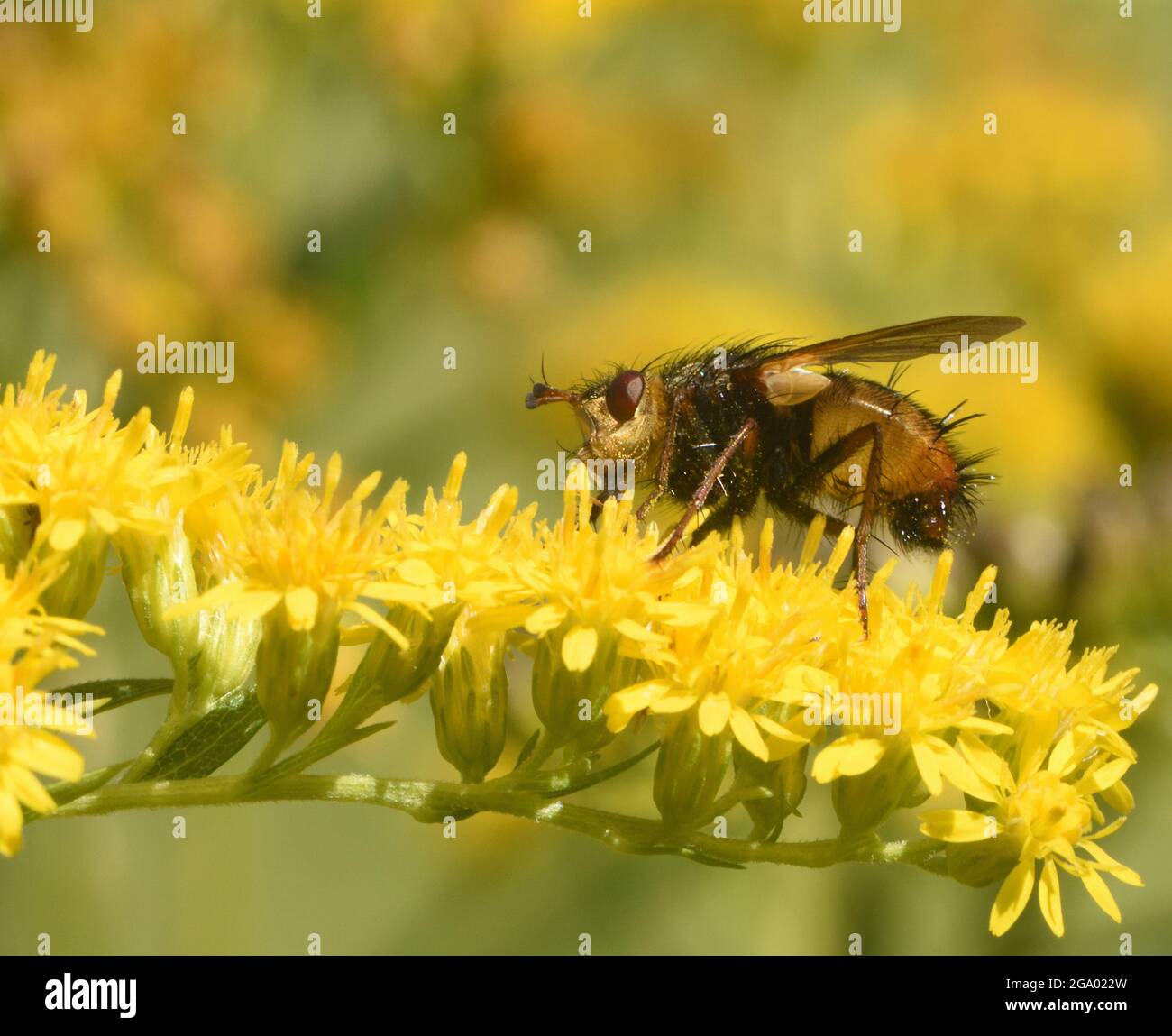 A fly feeds on a golden rod or solidago flower head. Bedgebury Forest, Kent, UK. Stock Photo