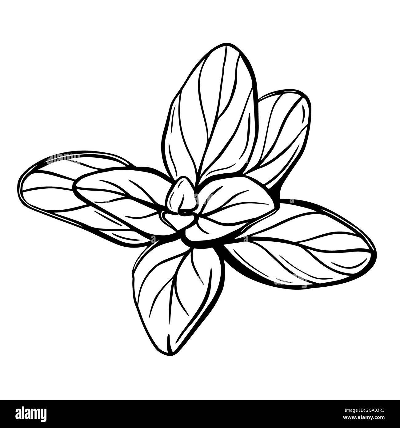 Oregano leaves isolated on a white background. Oregano is a flavorful