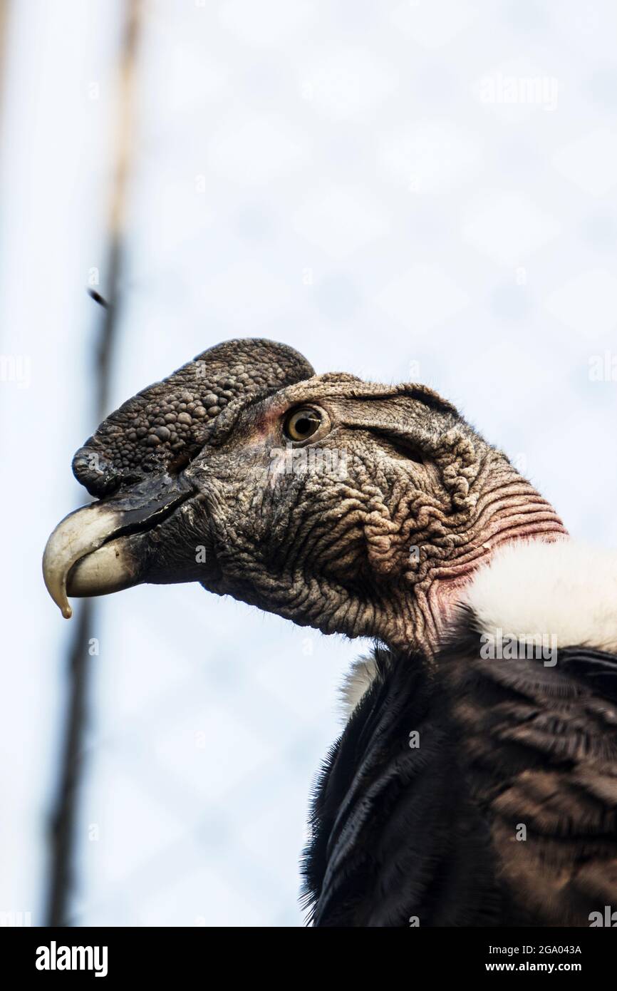 portrait of Andean condor at the zoo Stock Photo