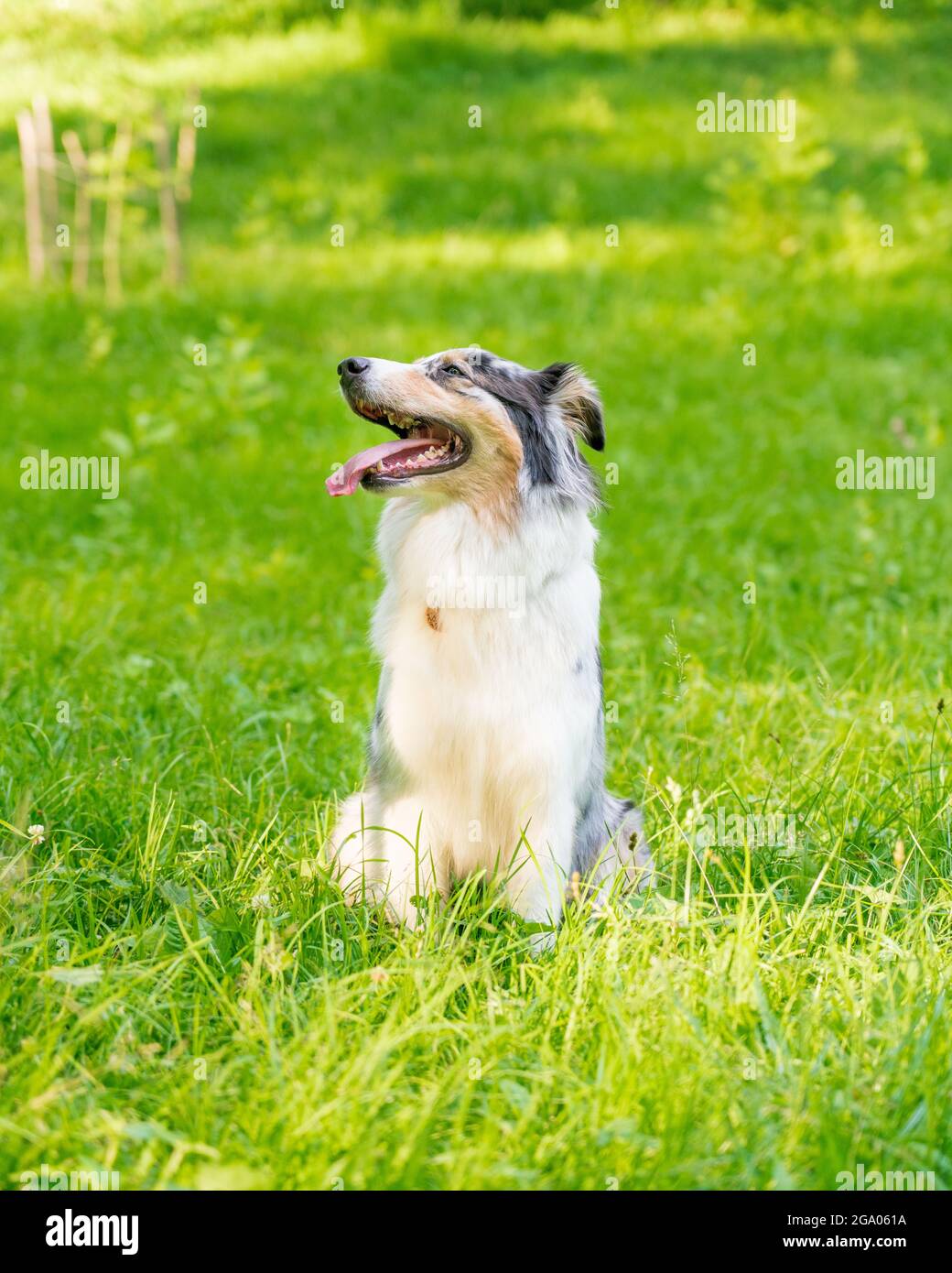 Curious spotted Australian Shepherd dog with one paw raised up sitting in green grass Stock Photo