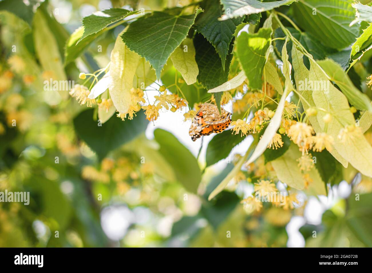 spring background with closeup of Linden tree flowers  Stock Photo