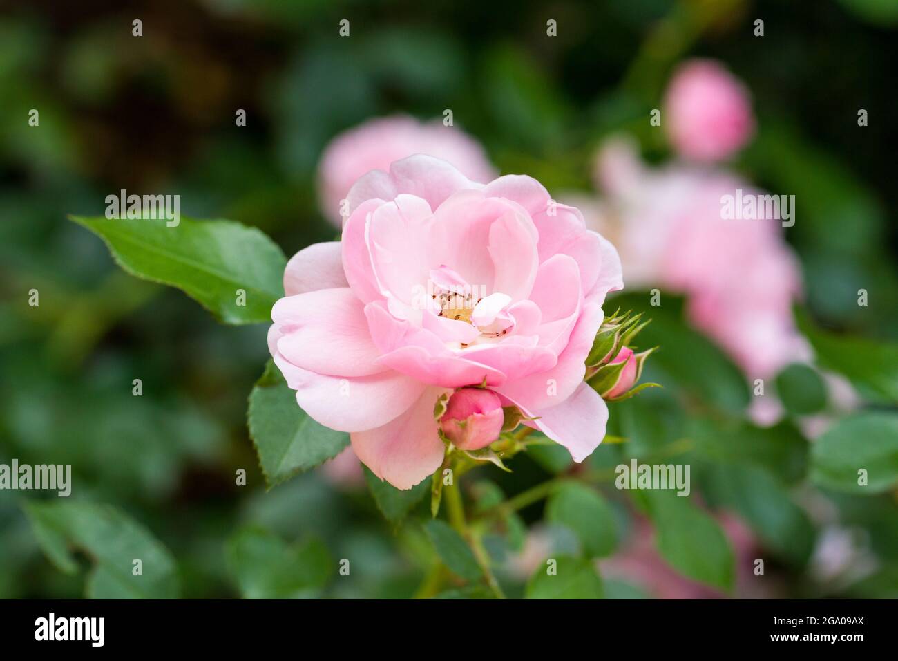 Perfumed pink rose hi-res stock photography and images - Alamy