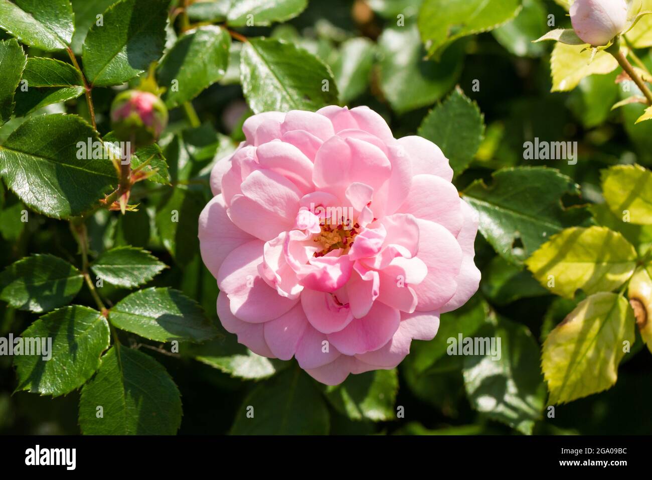 Old garden pink rose closeup Stock Photo Alamy