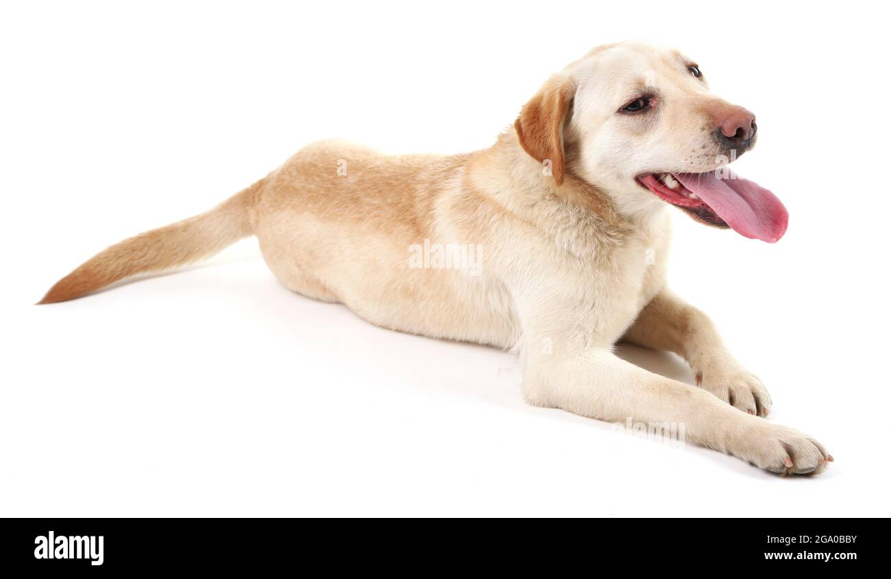 Cute dog isolated on white background Stock Photo - Alamy