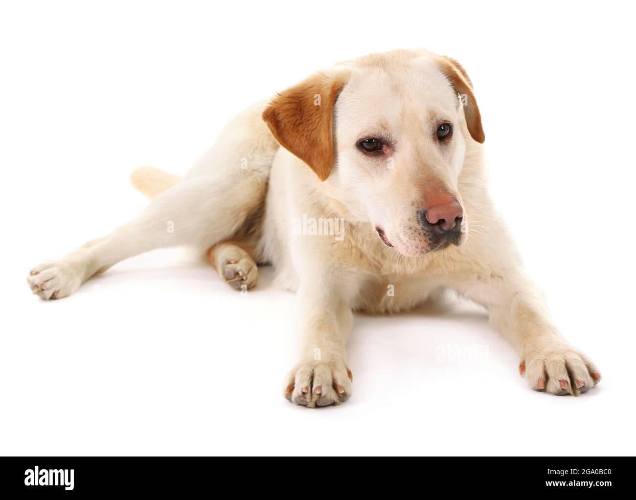 Cute dog isolated on white background Stock Photo - Alamy