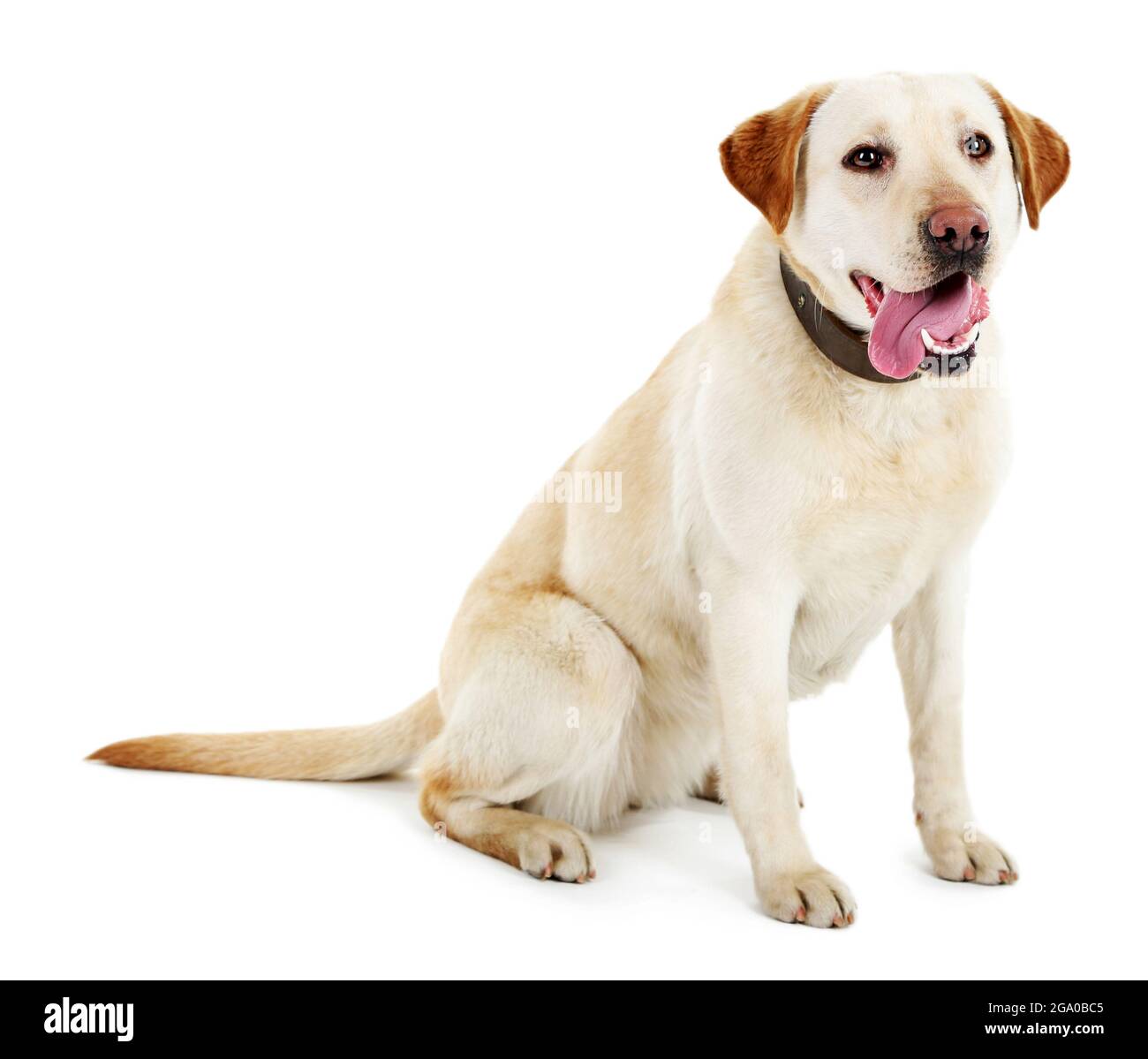 Cute dog with leash isolated on white background Stock Photo - Alamy