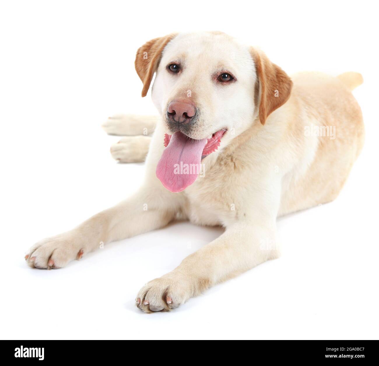 Cute dog isolated on white background Stock Photo - Alamy