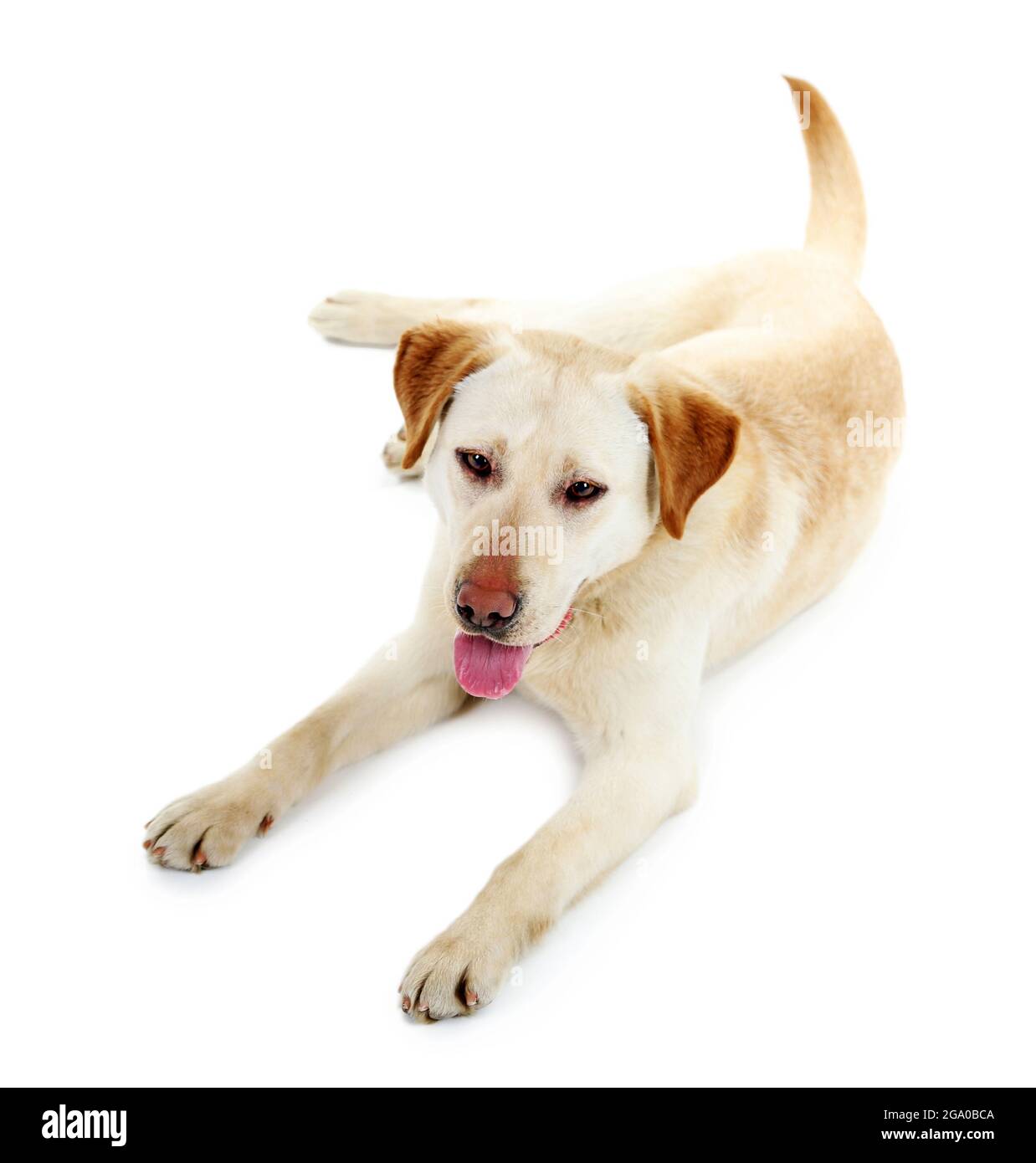 Cute dog isolated on white background Stock Photo - Alamy