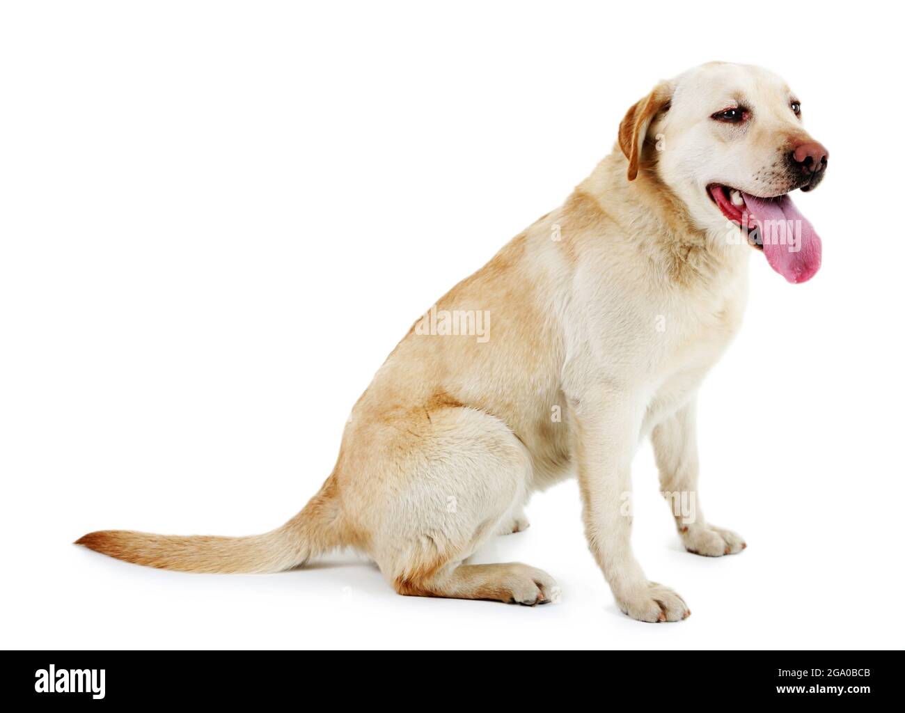 Cute dog isolated on white background Stock Photo - Alamy