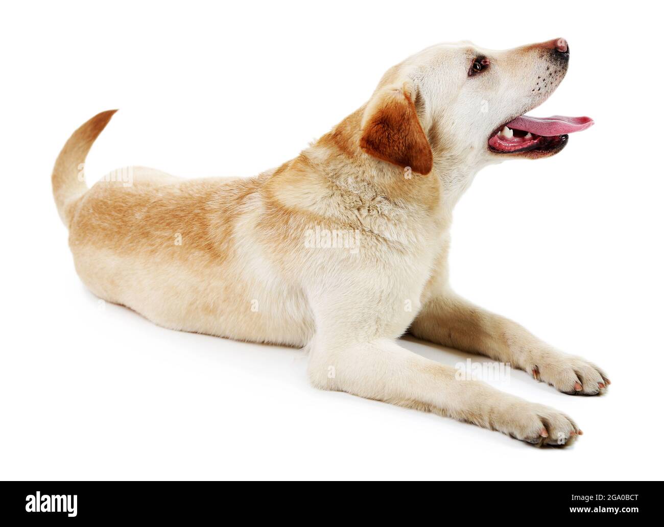 Cute dog isolated on white background Stock Photo - Alamy