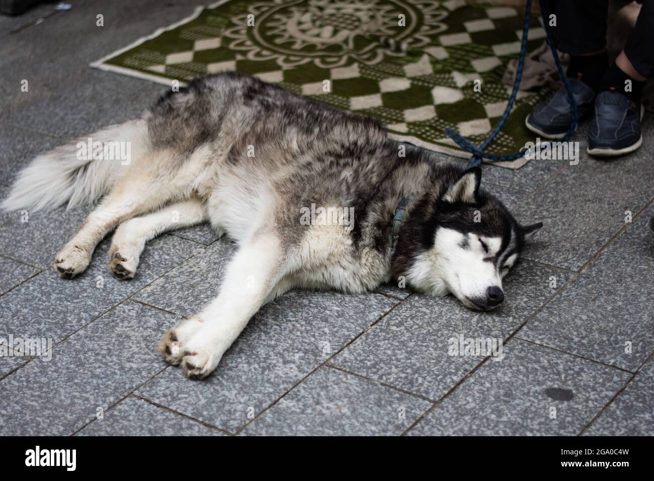 Husky Napping on a Deck Stock Photo