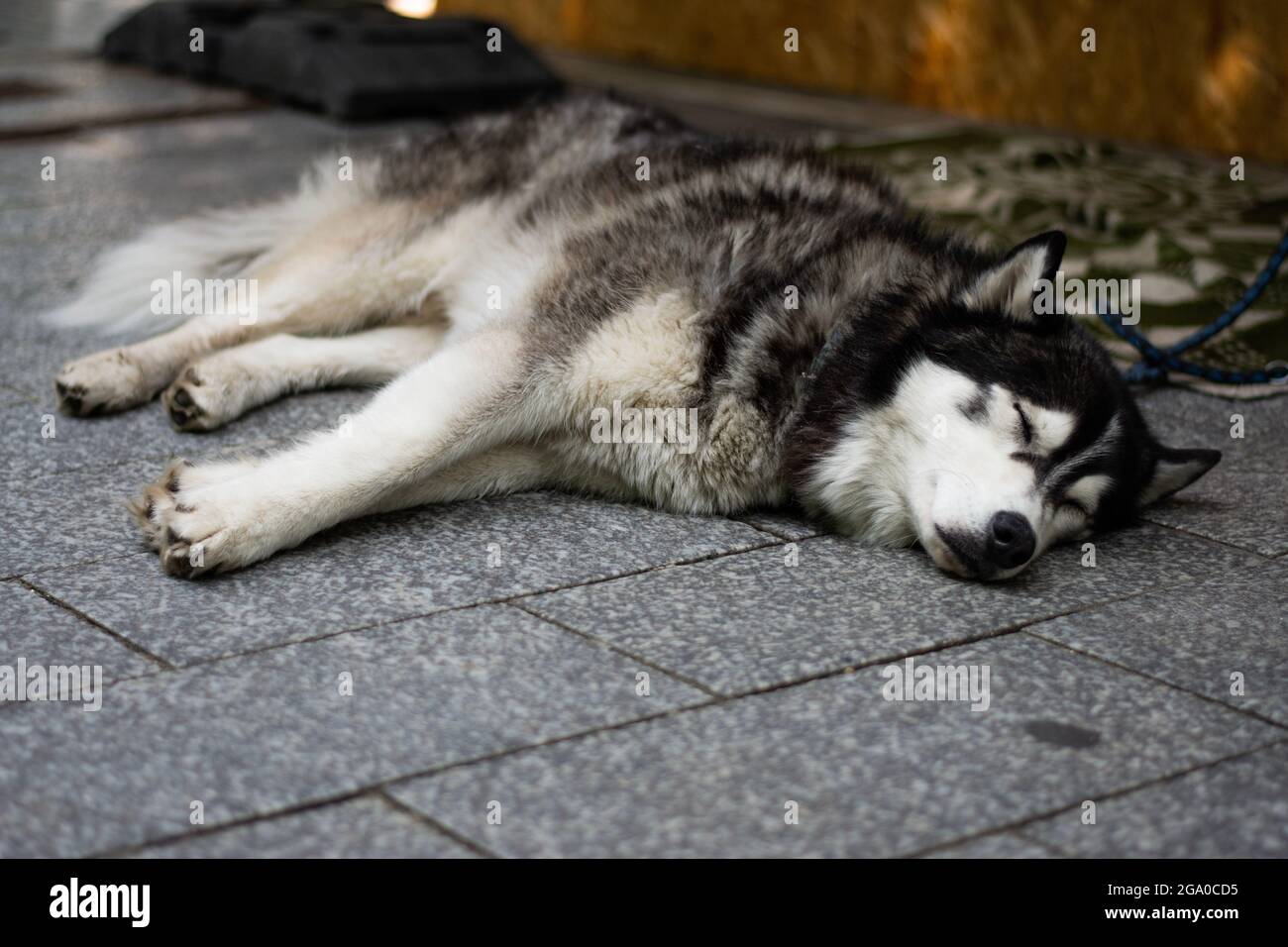 Husky Napping on a Deck Stock Photo
