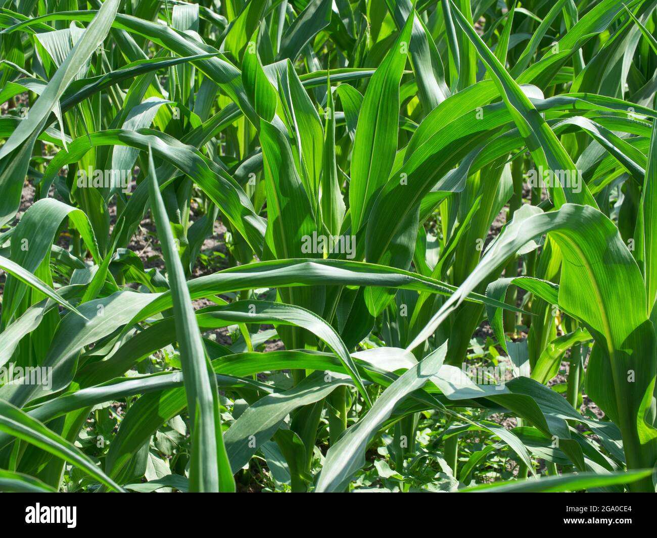 Corn Plant Stem High Resolution Stock Photography and Images - Alamy