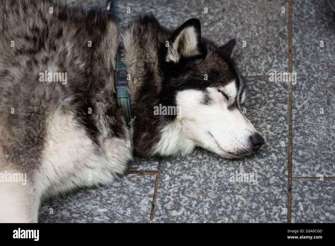 Husky Napping on a Deck Stock Photo