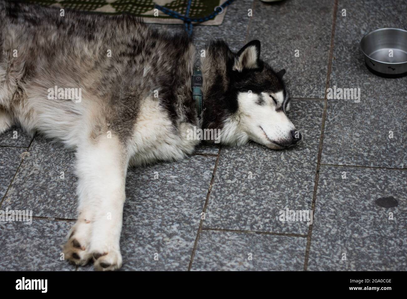Husky Napping on a Deck Stock Photo