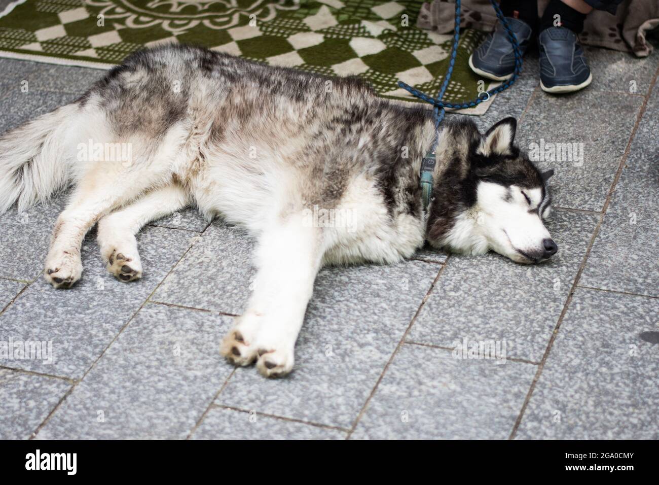 Husky Napping on a Deck Stock Photo