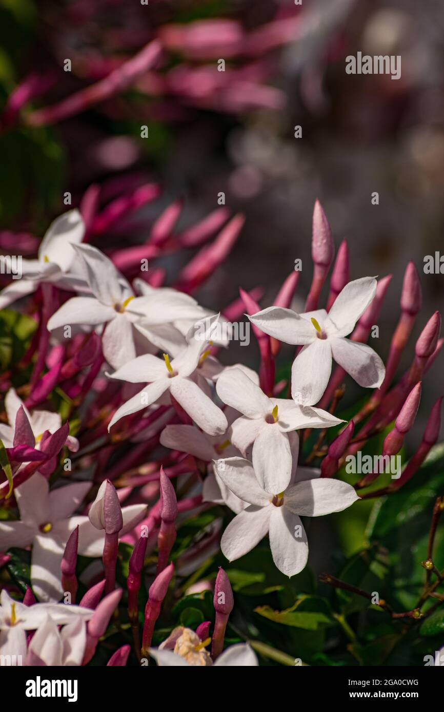 Jasmine flower (Jasminum officinale), blooming with green leaves