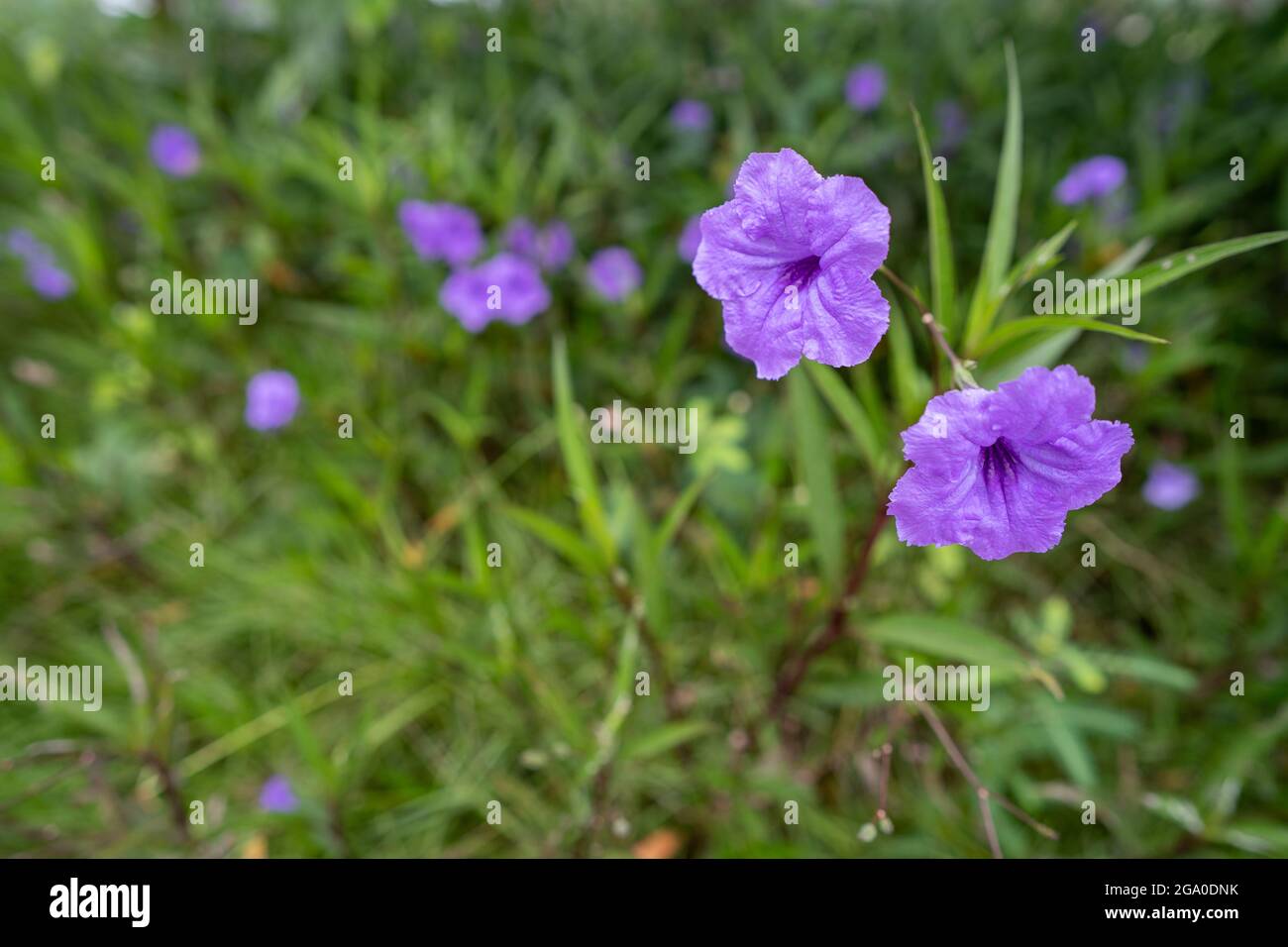 Selective focus shot of purple flower in the garden Stock Photo