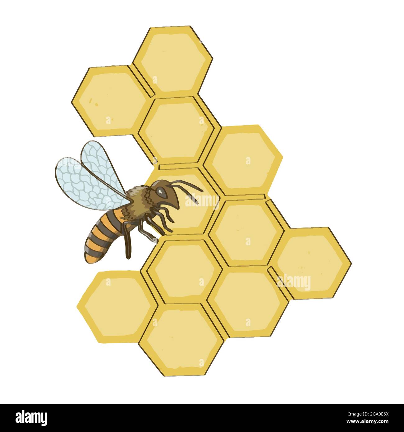 Bee and honeycomb. Isolated on white background stock vector illustration Stock Vector