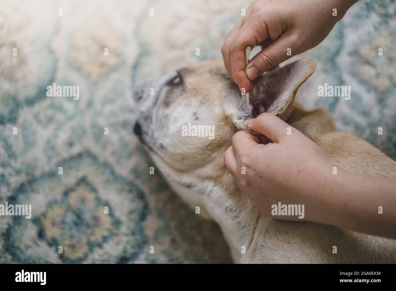 View of Cleaning dog ear hi-res stock photography and images - Alamy