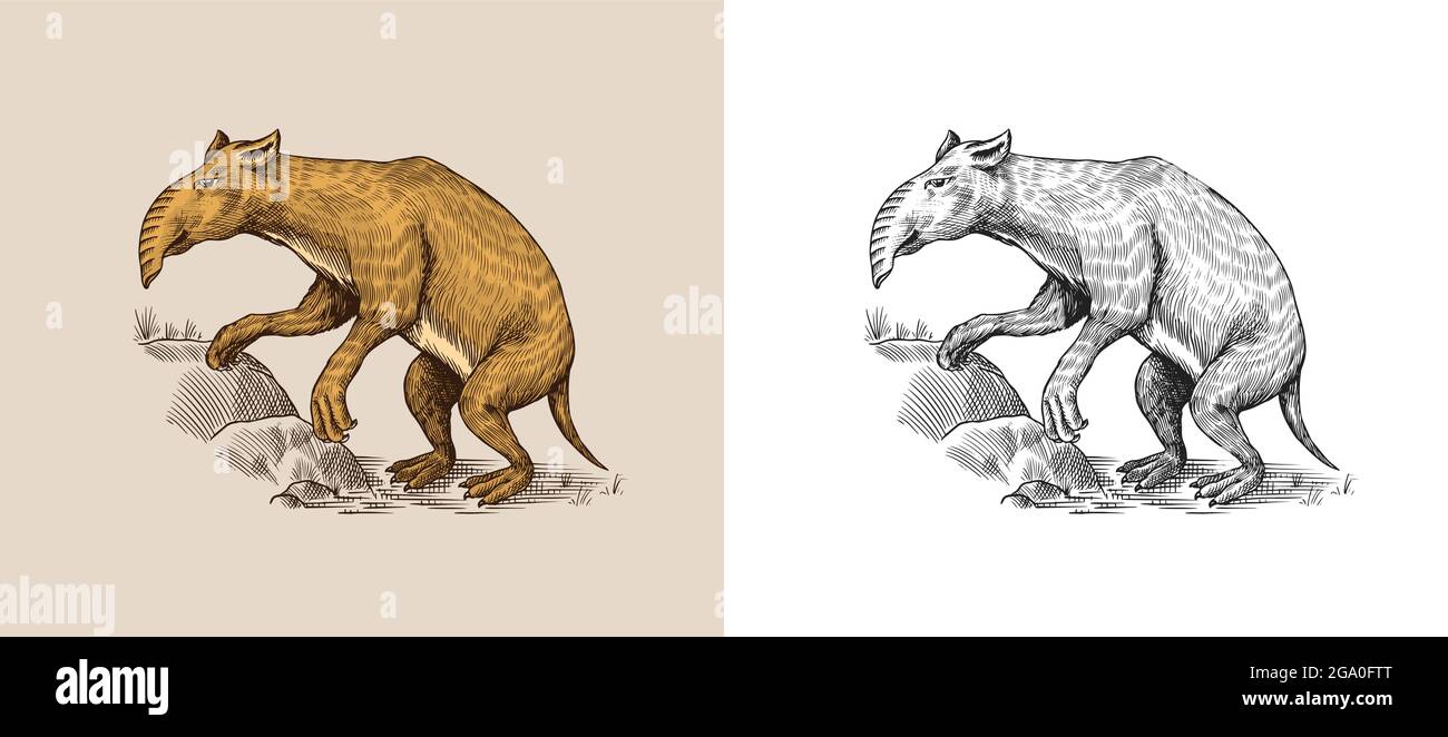 Palorchestes. Marsupials of the family Palorchestidae. Vintage Extinct animal. Retro Mammals. Hand drawn engraved sketch. Stock Vector