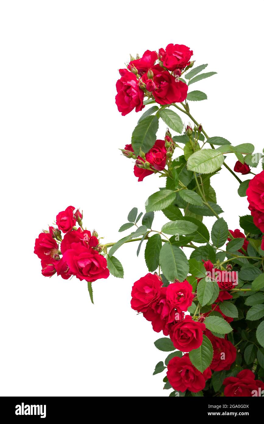 Blooming red rose bushes isolated on white background Stock Photo Alamy