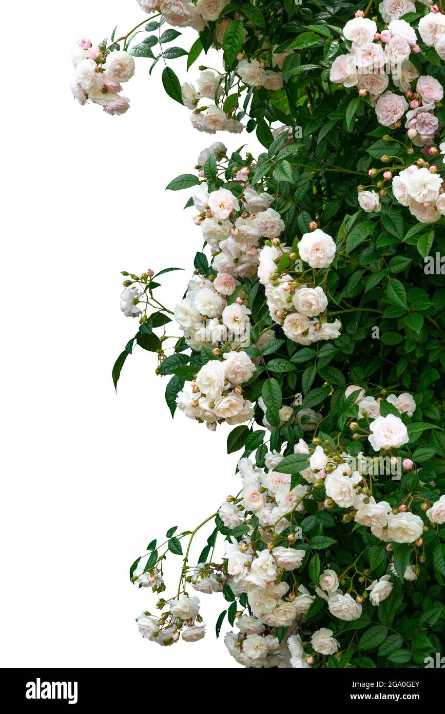 Blooming rose bushes isolated on white background Stock Photo