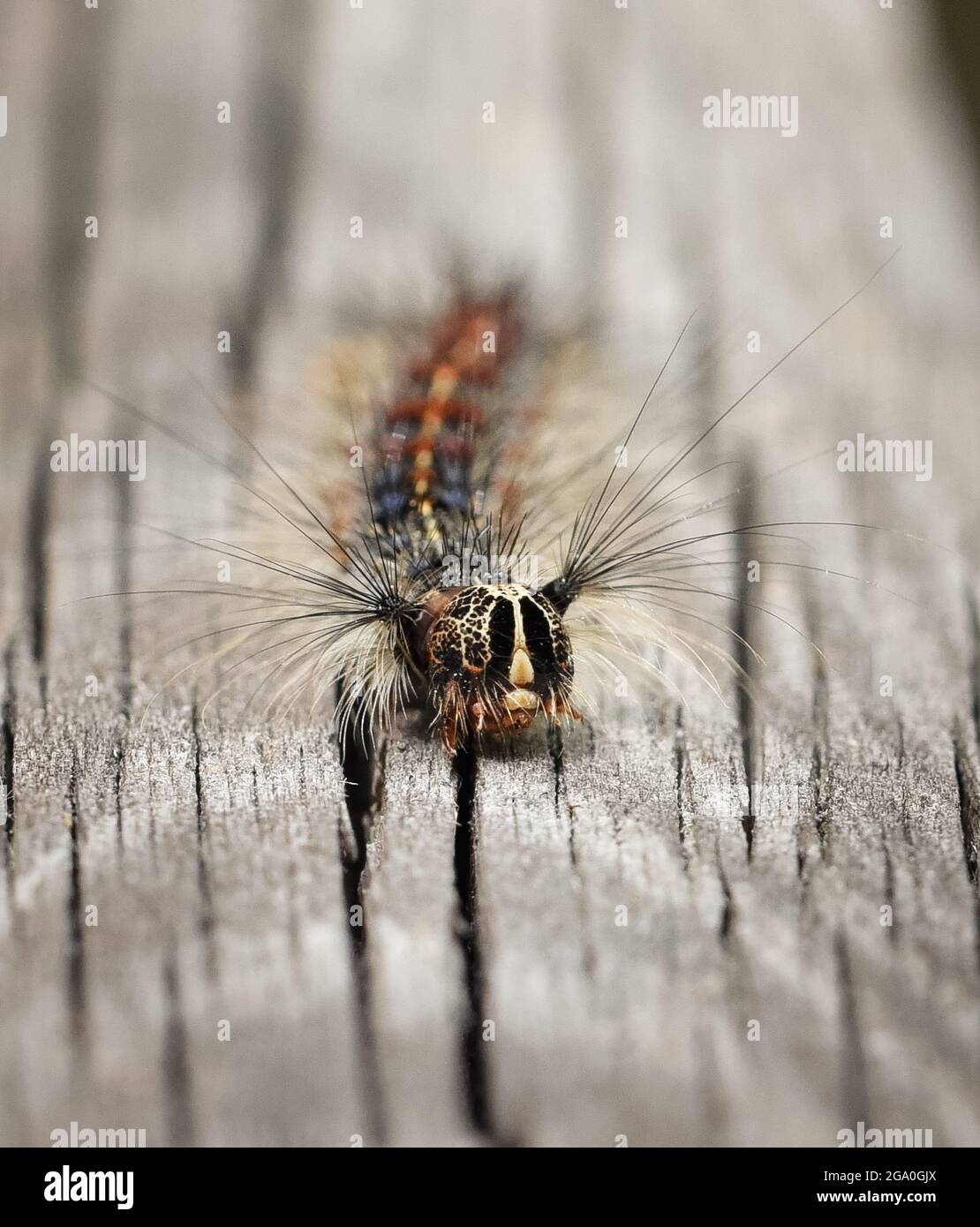 Gypsy moth caterpillar hi-res stock photography and images - Alamy
