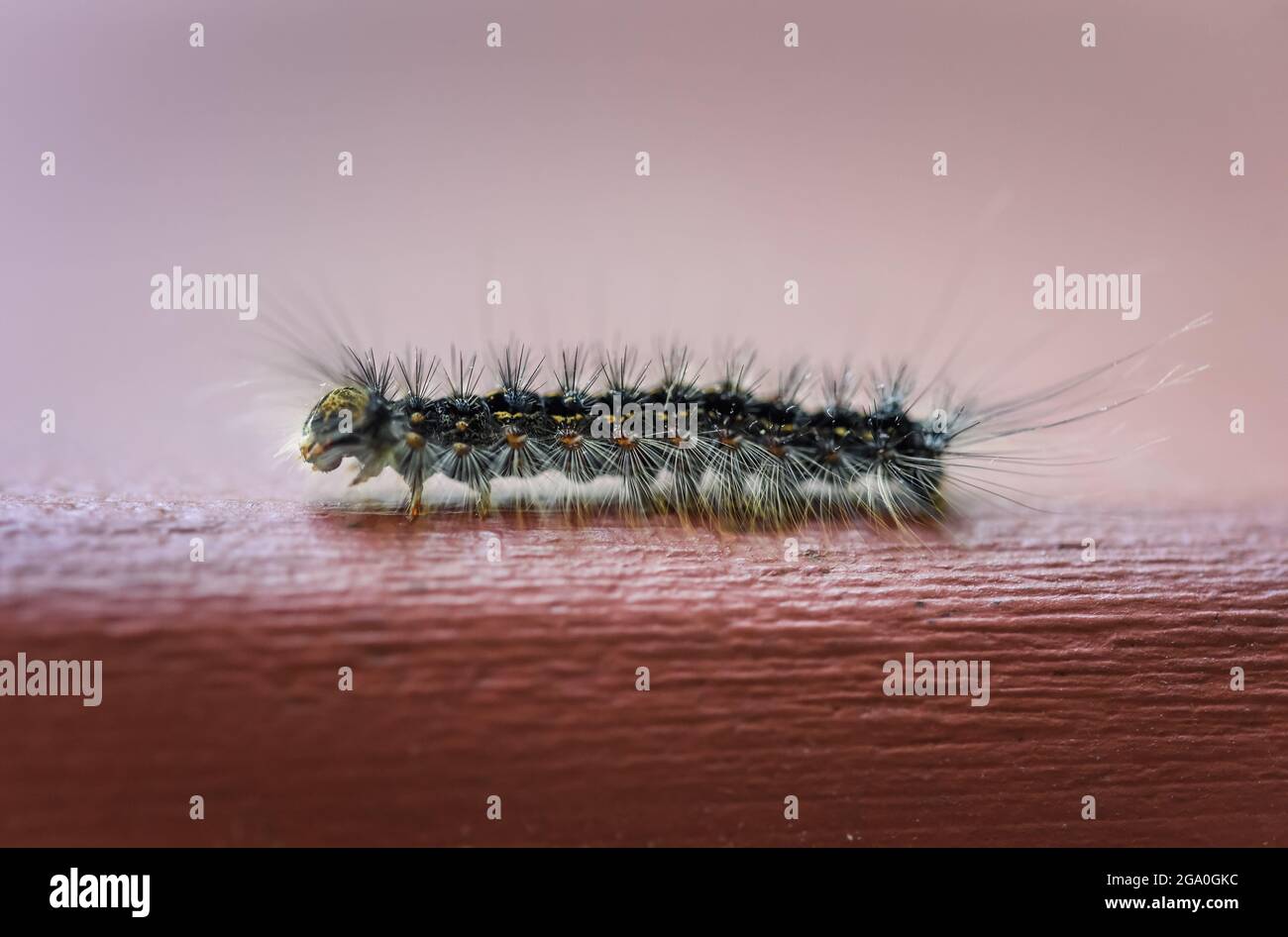 Gypsy moth caterpillar hi-res stock photography and images - Alamy