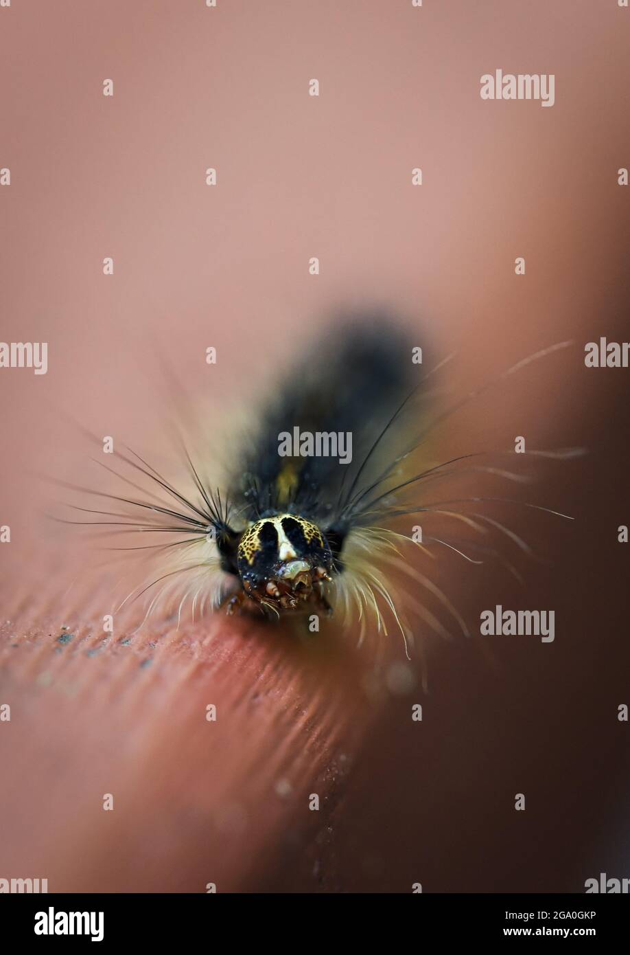 Gypsy moth caterpillar hi-res stock photography and images - Alamy
