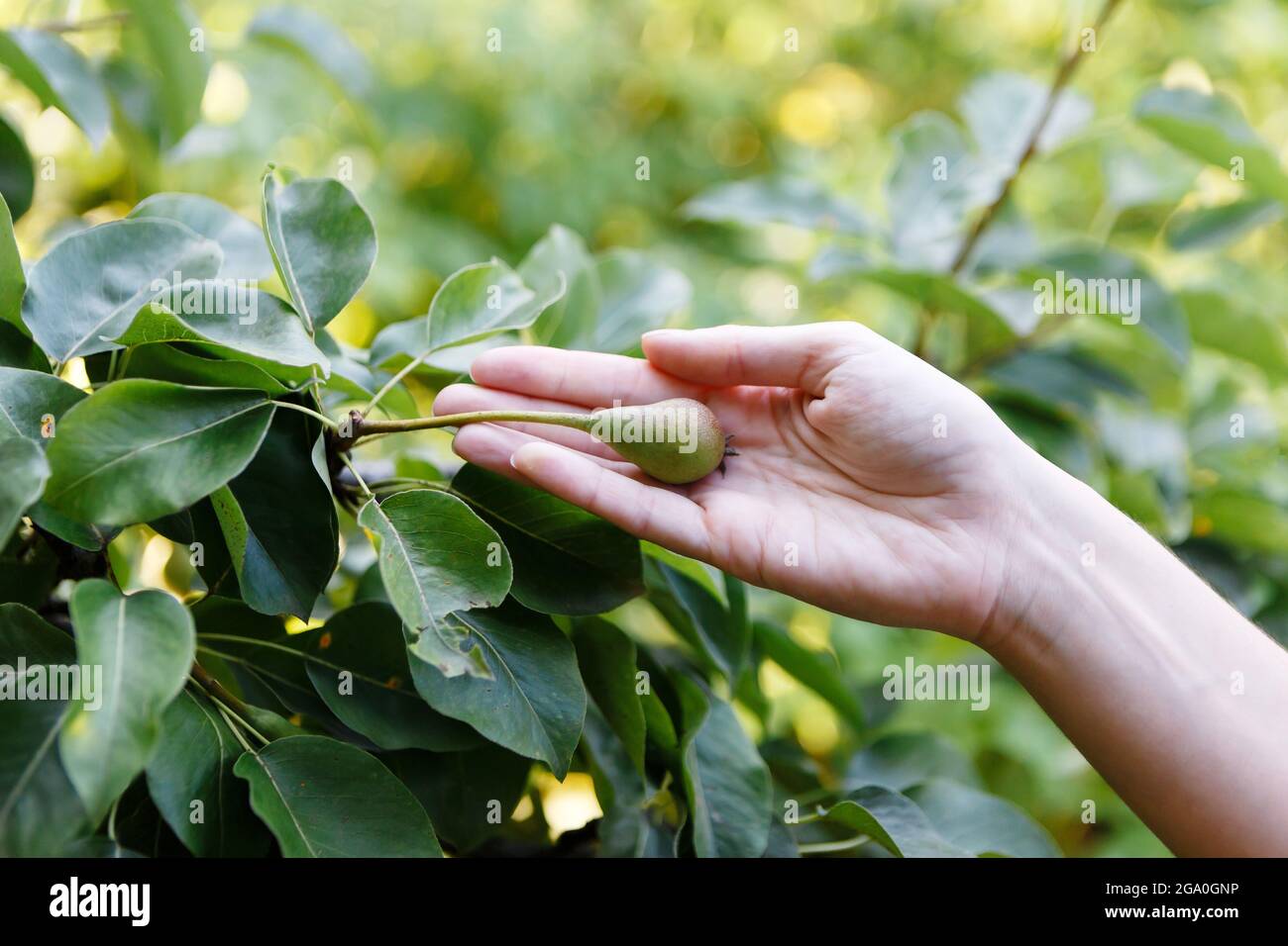young woman farmer holding a young pear fruit Stock Photo