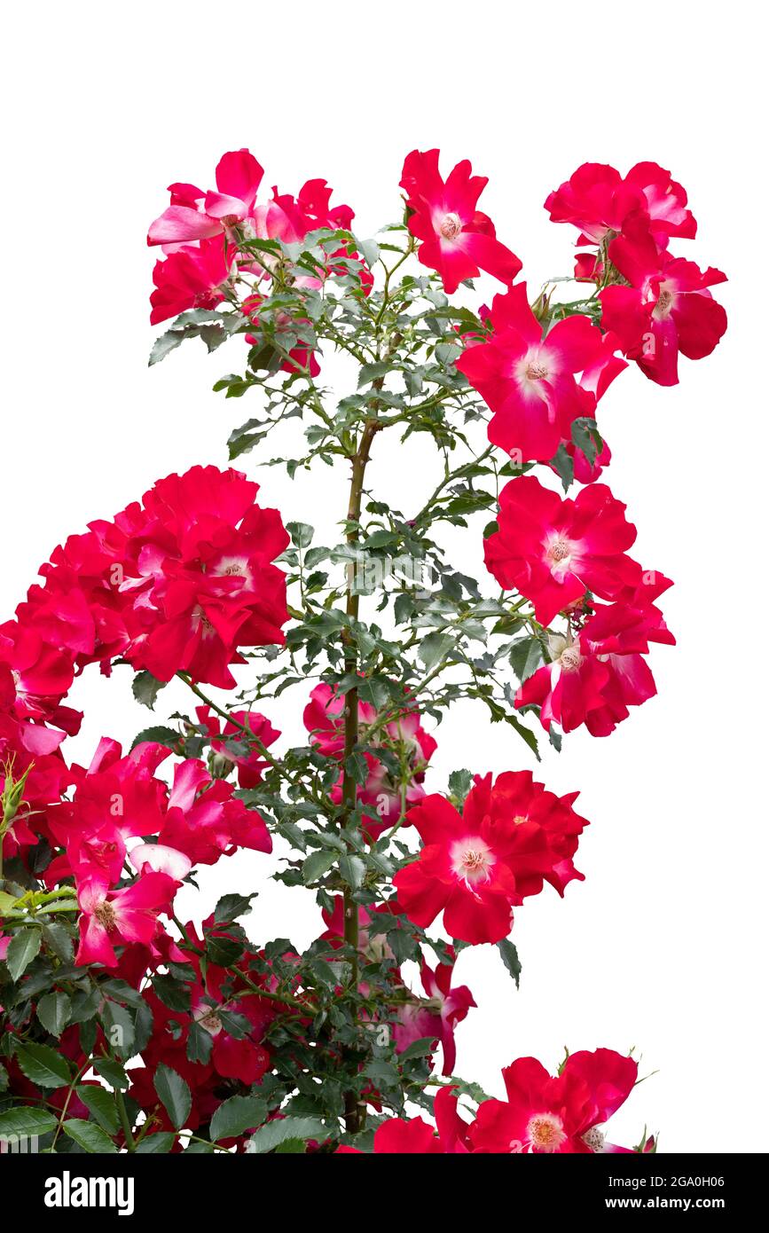 Blooming red rose bushes isolated on white Stock Photo Alamy