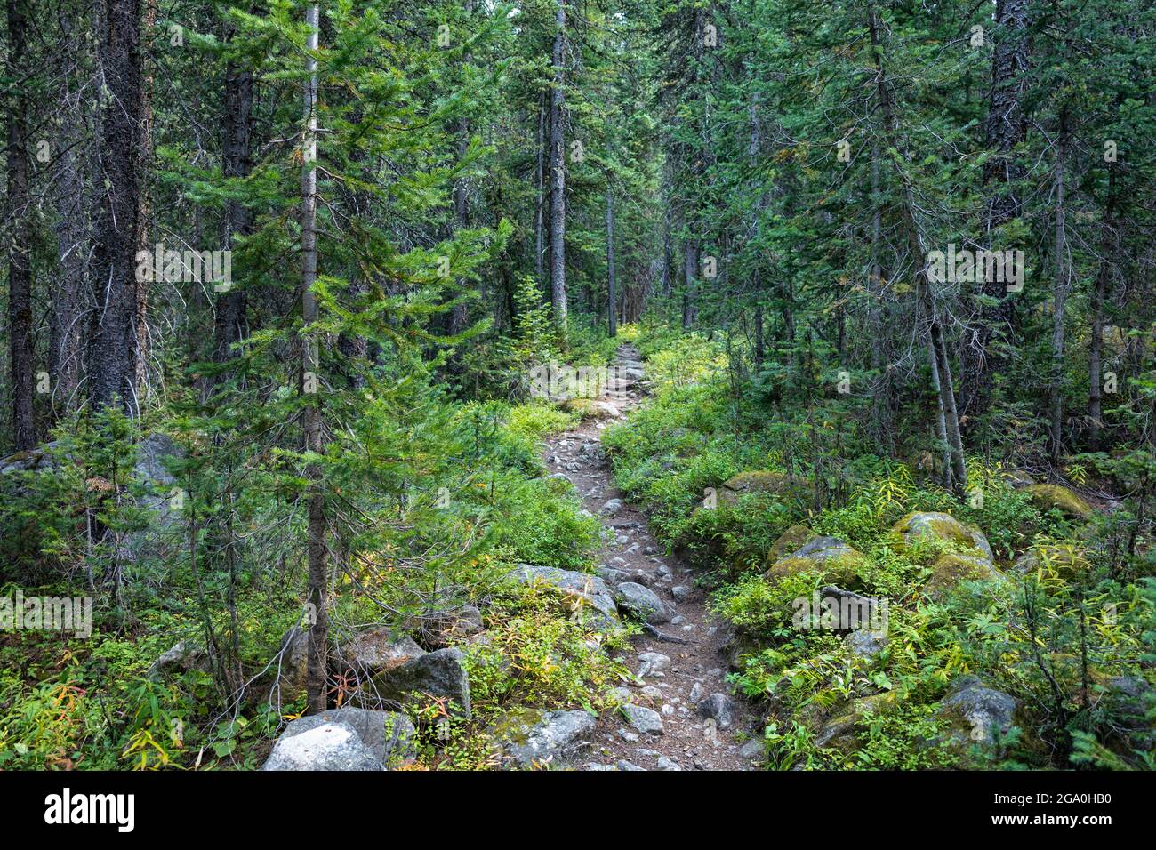 Trail in the forest in Colorado Stock Photo