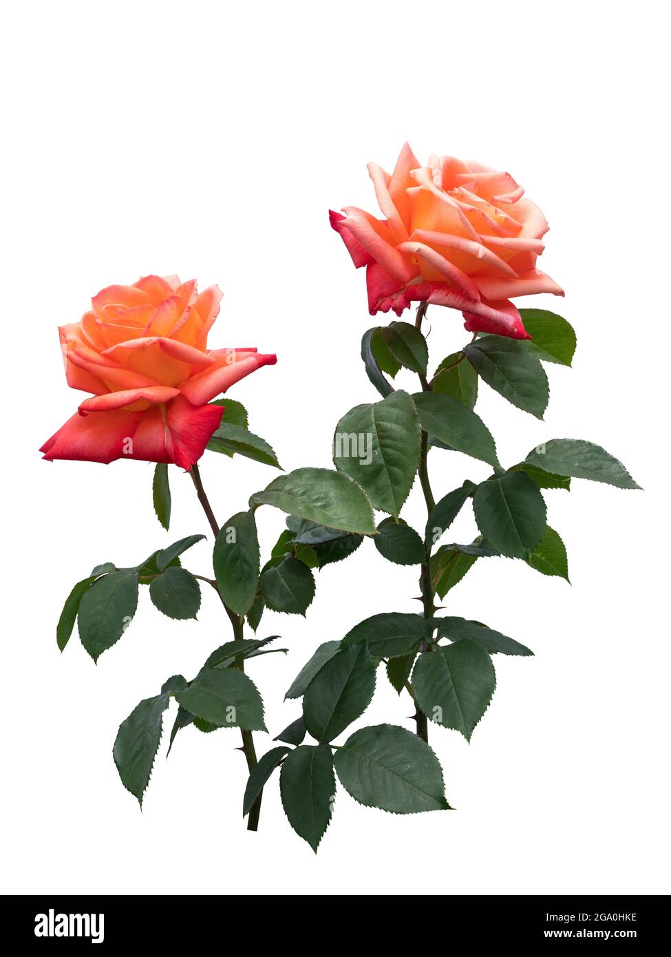 Blooming red rose bushes isolated on white background Stock Photo - Alamy Blooming red rose bushes isolated on white background Stock Photo - Alamy
