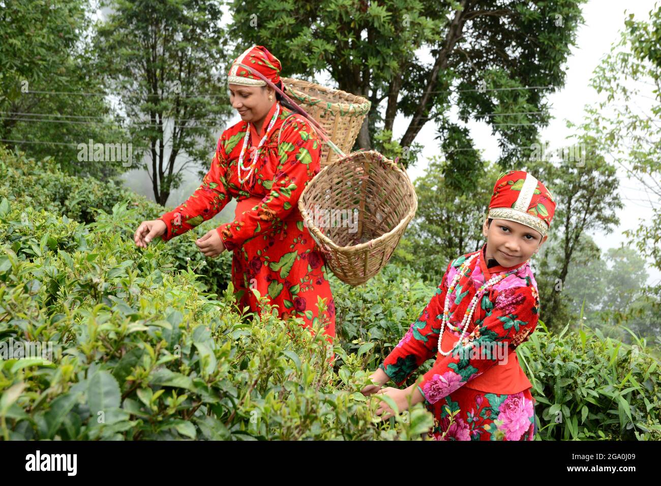 The women and her daughter are plucking fresh tea leaves from tea garden at Darjeeling, West Bengal in India. Stock Photo