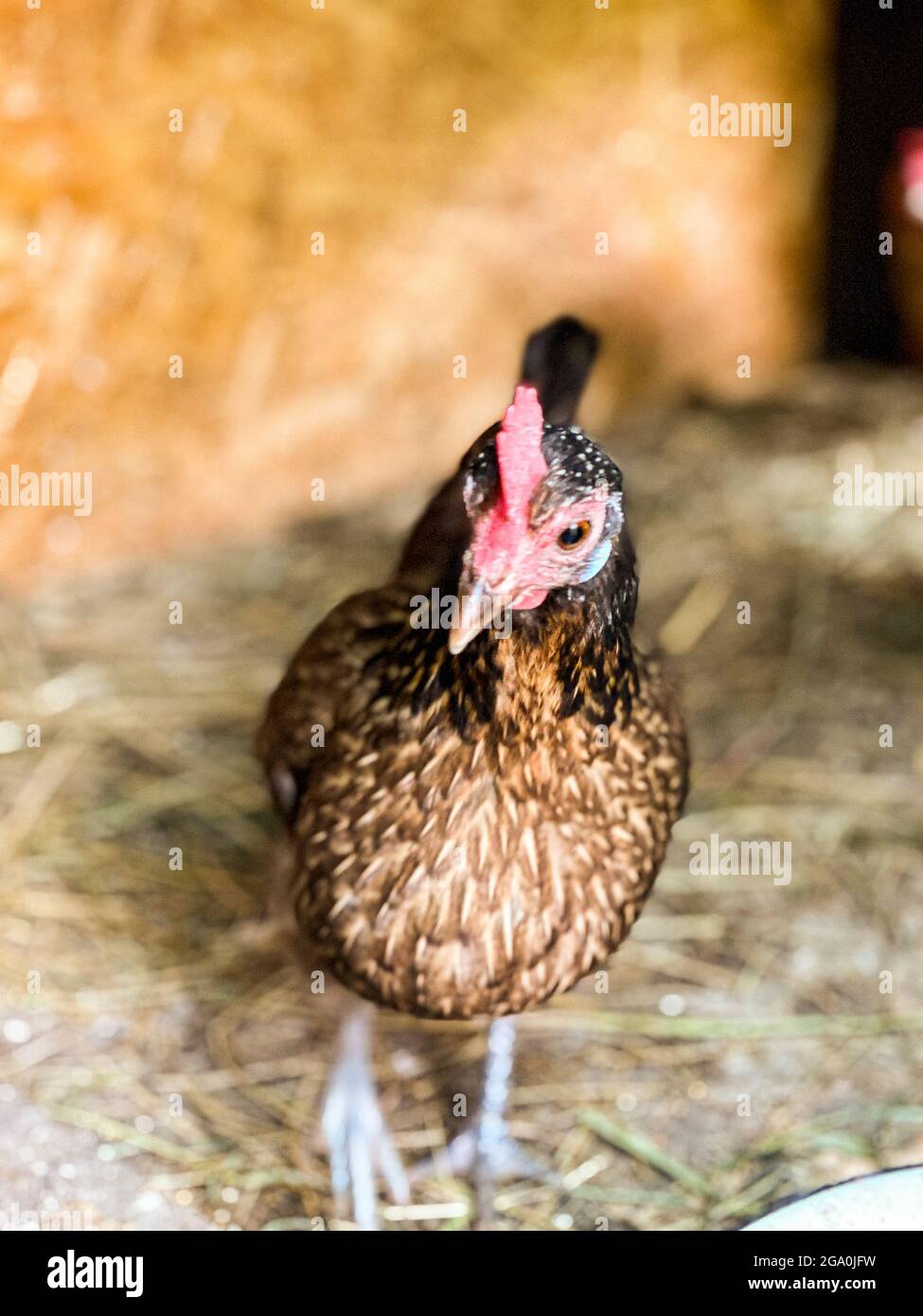 rooster in the hen house, free space Stock Photo Alamy