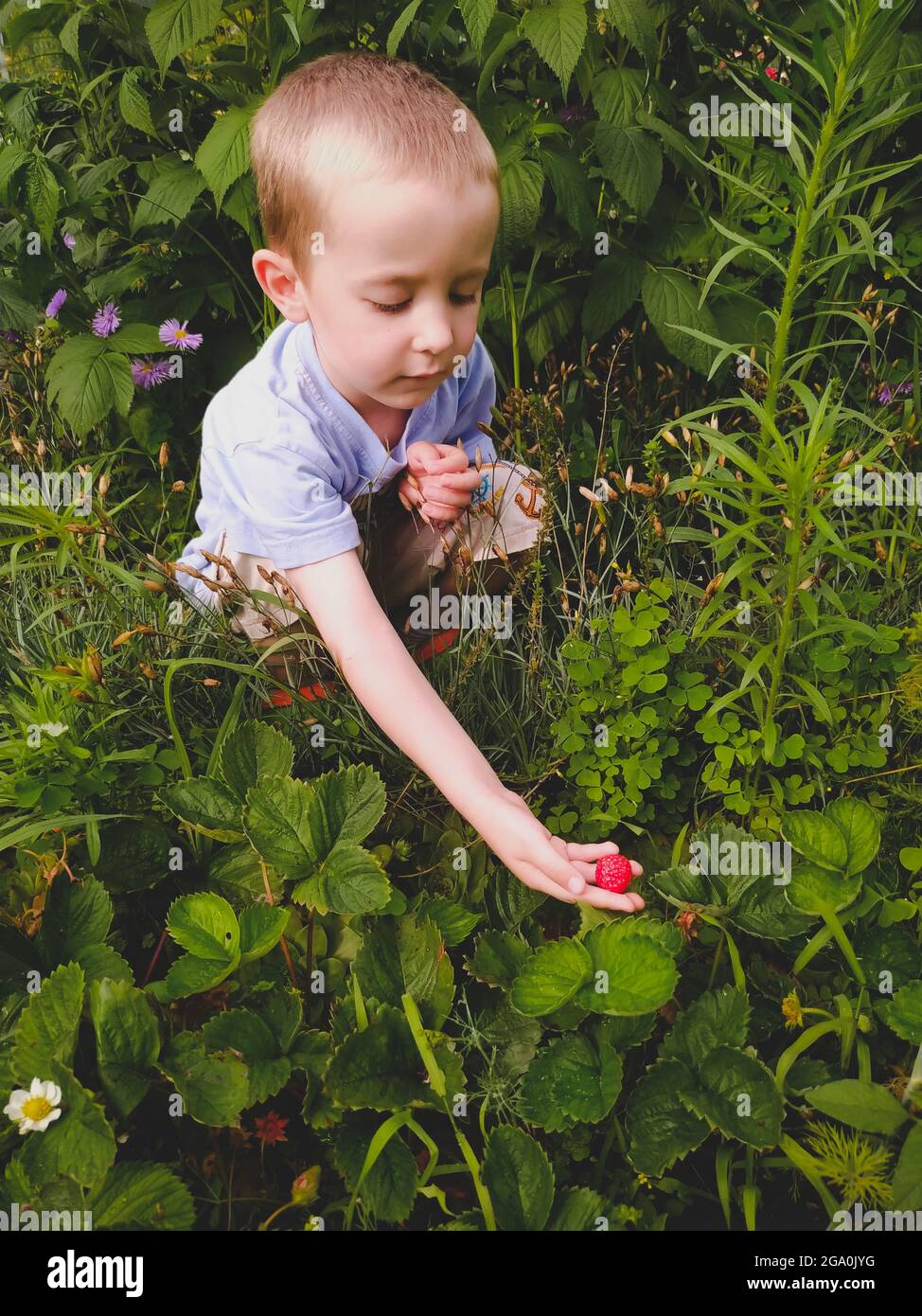 Little boy is picking strawberries in the garden Stock Photo - Alamy