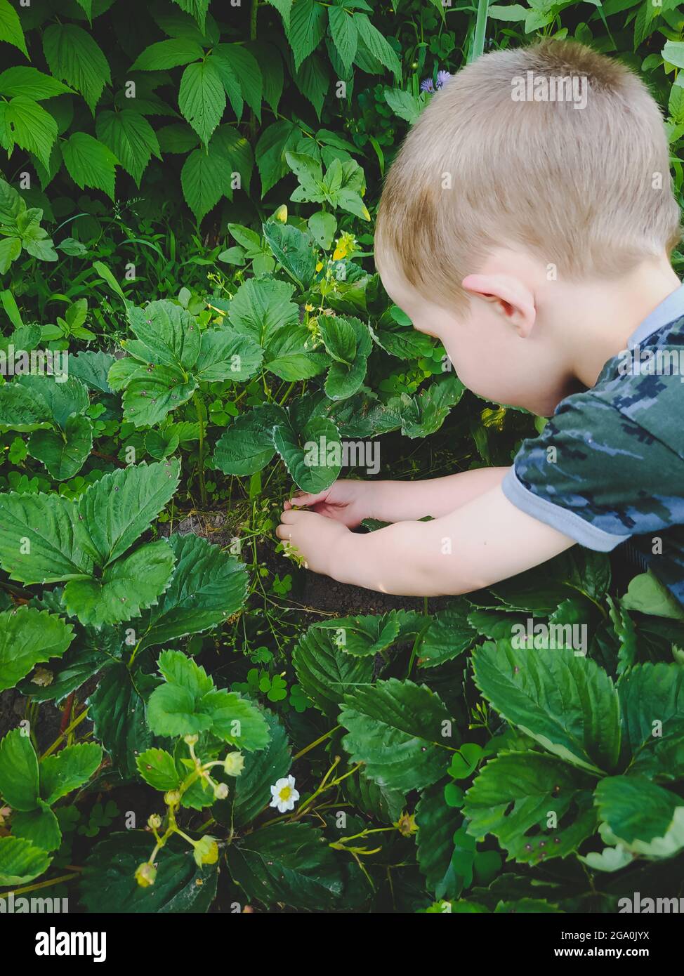 Little boy is picking strawberries at the farm Stock Photo - Alamy